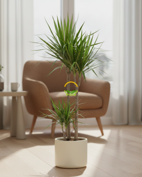 Dracaena Marginata Çiçeği 2 Gövdeli 80-100cm