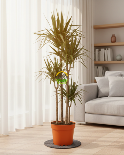 Dracaena Marginata Çiçeği 4 Gövdeli 150-160cm