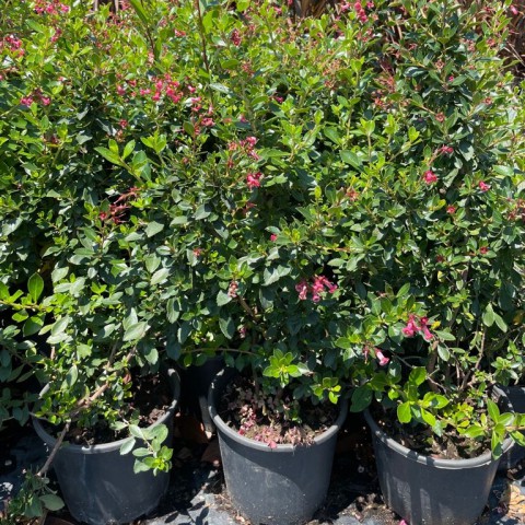 Escallonia cardinallis - Pembe Çiçekli Eskalonya Fidanı