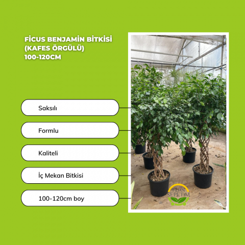 Ficus Benjamin Bitkisi Kafes Örgülü 100-120cm