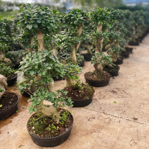Ficus Bonsai Bitkisi 100-120cm
