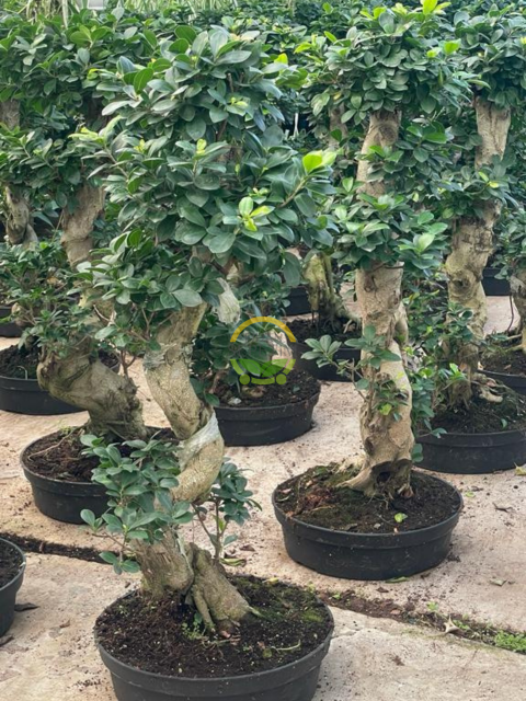 Ficus Bonsai Bitkisi 100-120cm