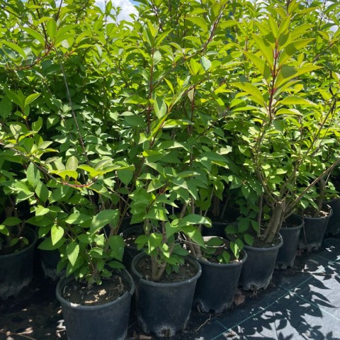 Forsythia intermedia - Altın Çanak Fidanı
