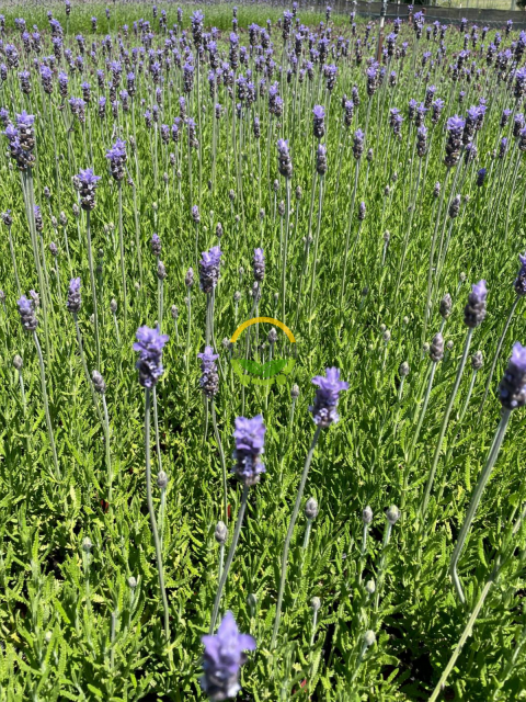 Fransız Lavanta Fidesi 'Lavandula Dentata' 3 Adet