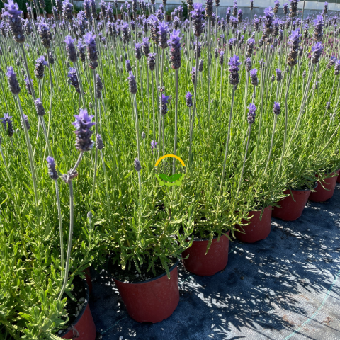 Fransız Lavanta Fidesi 'Lavandula Dentata' 3 Adet