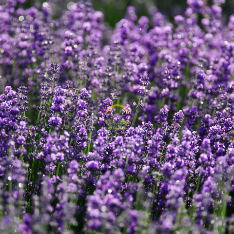 Fransız Lavanta Fidesi 'Lavandula Dentata' 5 Adet