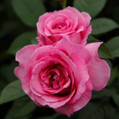 Frulein Maria Gül Fidanı - Pembe