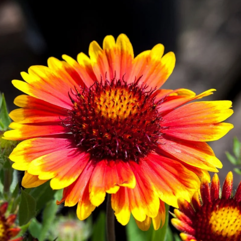 Gayret Çiçeği 'Gaillardia Grandiflora' 3 Adet