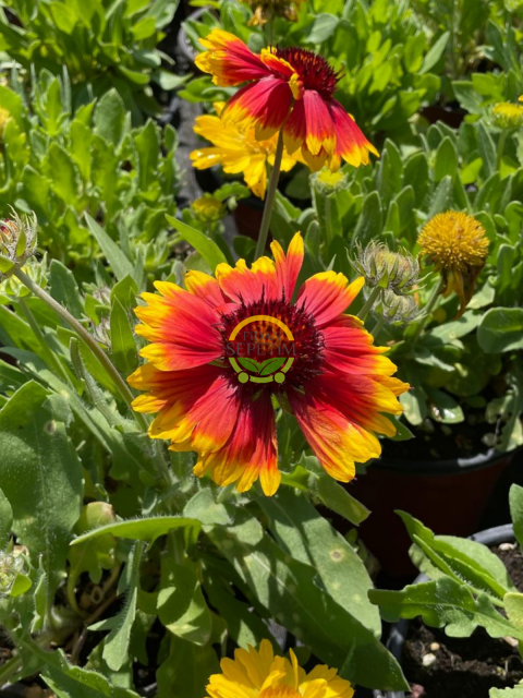 Gayret Çiçeği 'Gaillardia Grandiflora' 3 Adet