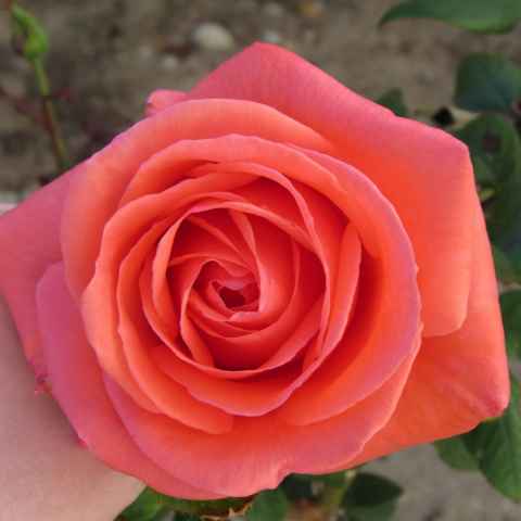 Harmonie Gül Fidanı - Yavruağzı