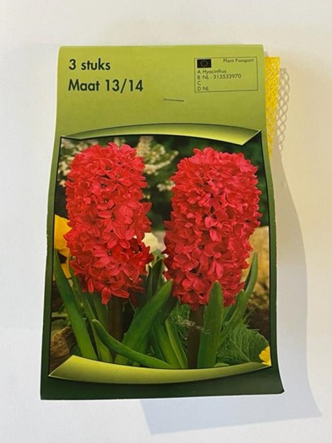 Hyacinthus Orientalis Sümbül Soğanı 3 Adet