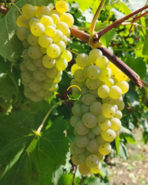 İtalya Üzüm Fidanı 'Açık Kök'