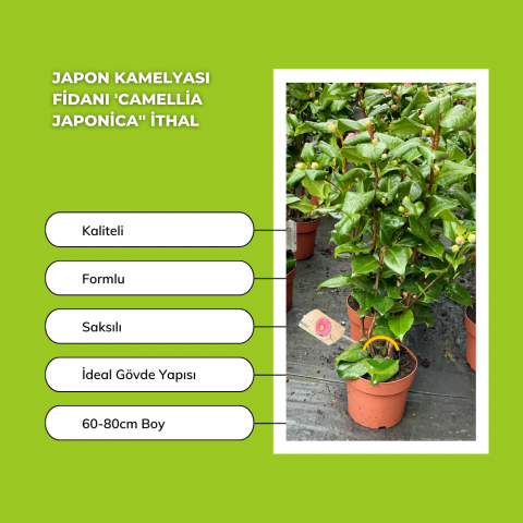 Japon Kamelyası Fidanı 'Camellia japonica'' İTHAL