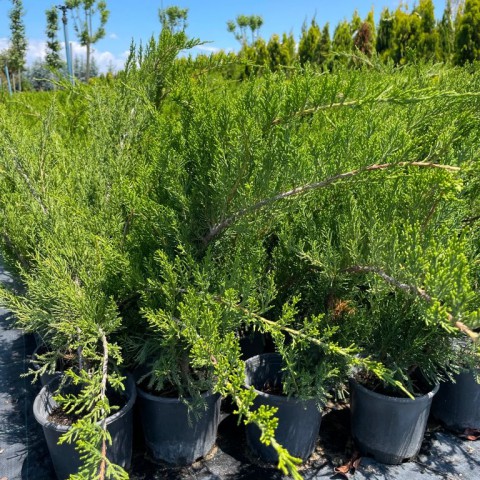 Juniperus x media ‘Mint Julep’ - Yeşil Ardıç Fidanı