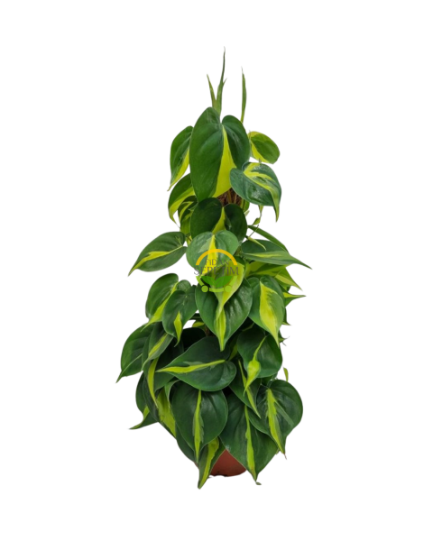 Kalp Yapraklı Alacalı Renkli Salon Sarmaşığı 'Philodendron Scandens Brasil'