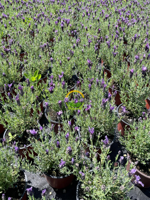 Karabaş Otu Fidesi 'Lavandula Stoechas Dark Purple' 3 Adet