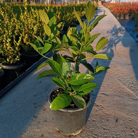 Kartopu Lucidum Fidanı 'Viburnum lucidum'