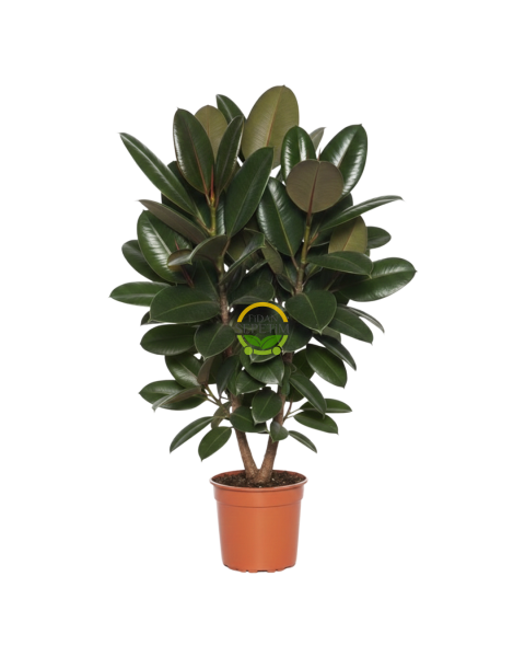 Kauçuk Çiçeği 2 Gövdeli 80-100cm