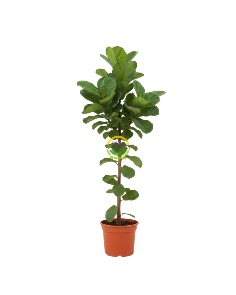 Keman Yapraklı Kauçuk Bitkisi 'Ficus Lyrata' 100cm
