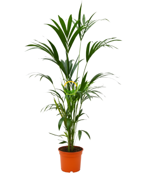 Kentia Palmiyesi Bitkisi XL Boy  'Howea Forsteriana' 140-160cm