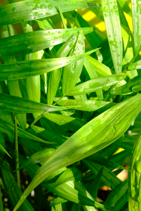 Kentia Palmiyesi Bitkisi XL Boy  'Howea Forsteriana'