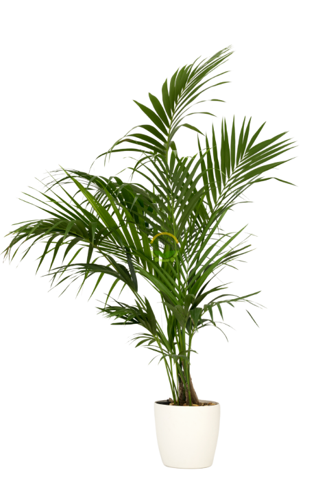 Kentia Palmiyesi Bitkisi XL Boy  'Howea Forsteriana'