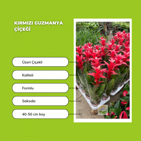 Kırmızı Guzmanya Çiçeği