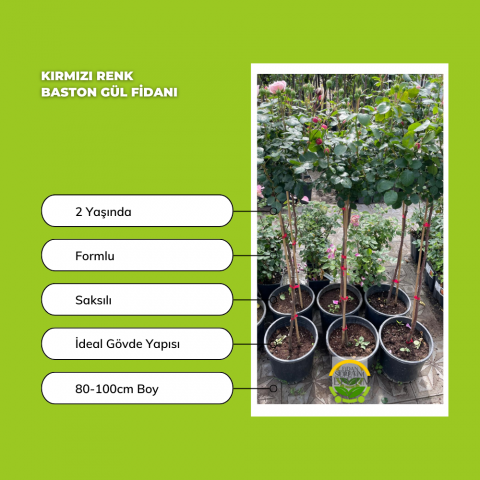 Kırmızı Renk Baston Gül Fidanı
