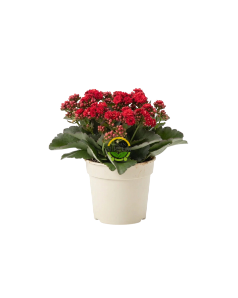 Kırmızı Renk Kalanchoe (Kalanşo) - 15 cm Saksıda