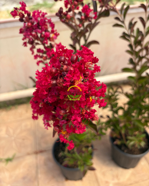 Kırmızı Renk Oya Ağacı Fidanı 'Lagerstroemia indica'