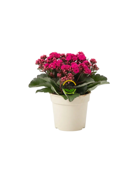 Koyu Pembe Renk Kalanchoe (Kalanşo) - 15 cm Saksıda