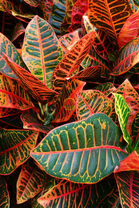 Kroton Bitkisi XL Boy 'Croton Mammey'