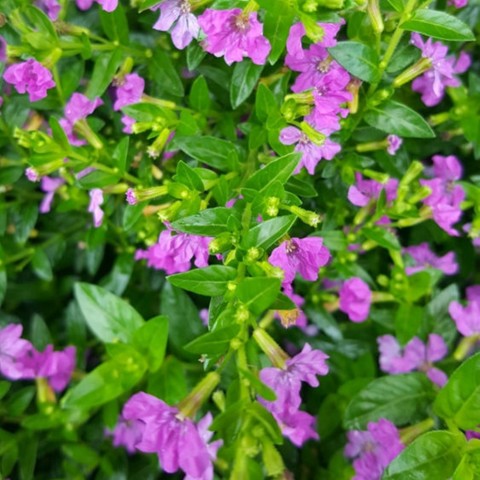 Kufeya Cennet Çiçeği Bitkisi (Cuphea hyssopifolia)