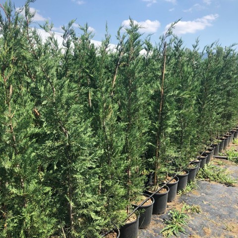 Leylandi ( Cupressocyparis leylandii ) 120-140cm