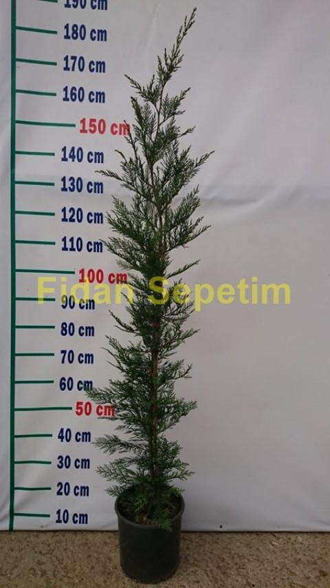 Leylandi ( Cupressocyparis leylandii ) 100-120cm