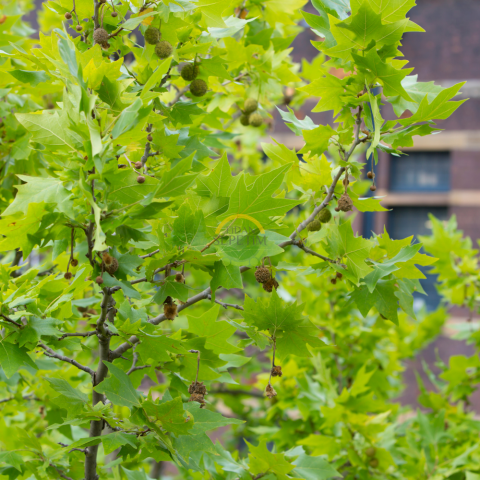 Londra Çınarı Fidanı (Platanus Acerifolia)