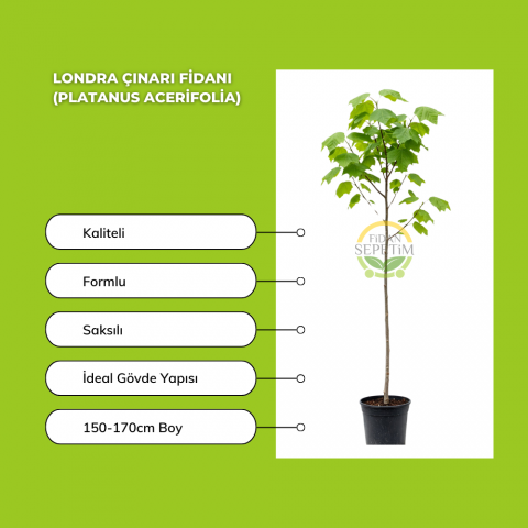 Londra Çınarı Fidanı (Platanus Acerifolia)