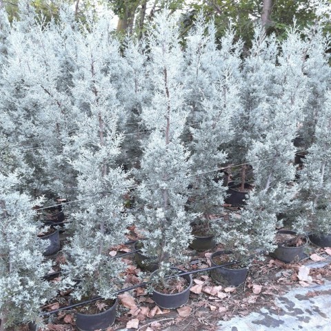 Mavi Selvi ( Cupressus arizonica ) 150cm