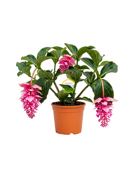 Medinilla Magnifica Bitkisi (Filipin Gülü / Egzotik Pembe Çiçek)