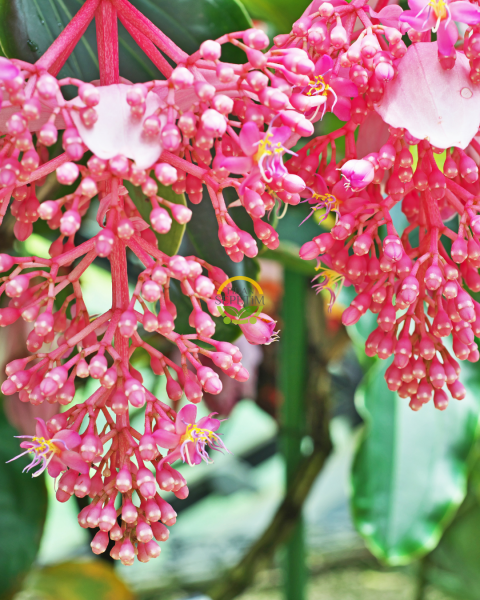 Medinilla Magnifica Bitkisi (Filipin Gülü / Egzotik Pembe Çiçek)