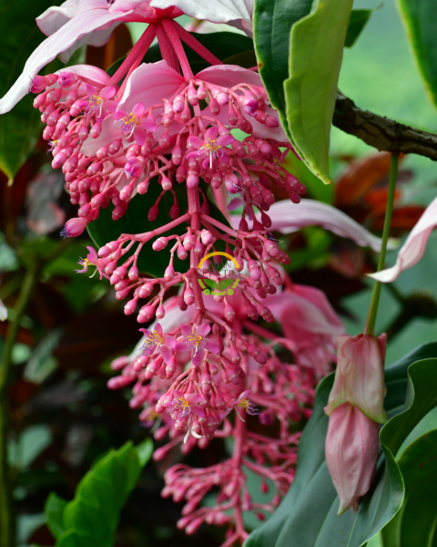 Medinilla Magnifica Bitkisi (Filipin Gülü / Egzotik Pembe Çiçek)