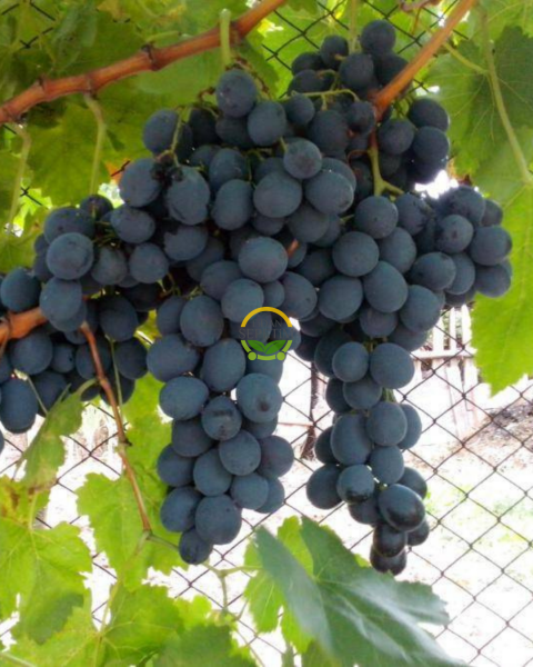 Michele Palieri Üzüm Fidanı 'Açık Kök'