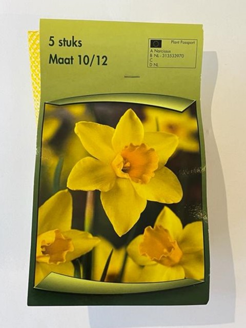 Narcissus Jonquilla Lale Soğanı 5 Adet