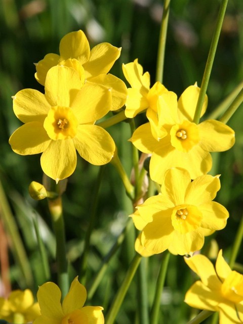 Narcissus Jonquilla Lale Soğanı 5 Adet