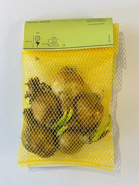 Narcissus Jonquilla Lale Soğanı 5 Adet
