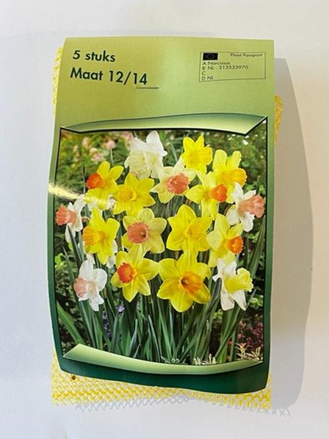 Narcissus Large Cupped Lale Soğanı 5 Adet