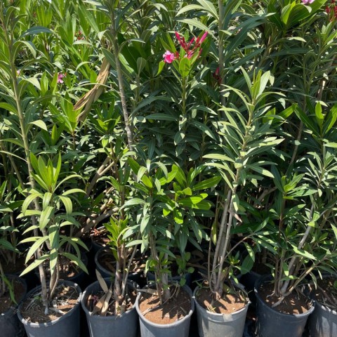 Nerium oleander - Zakkum Fidanı