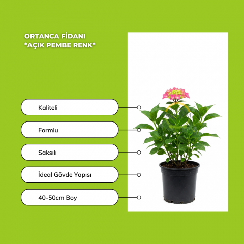 Ortanca Fidanı *Açık Pembe Renk*