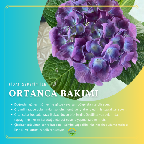 Ortanca Fidanı *Mavi Renk*