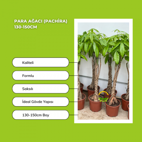 Para Ağacı (Pachira) 130-150cm